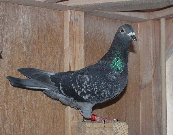 横出鳩 22-LC03409 2階で配合 - 画像 (4)