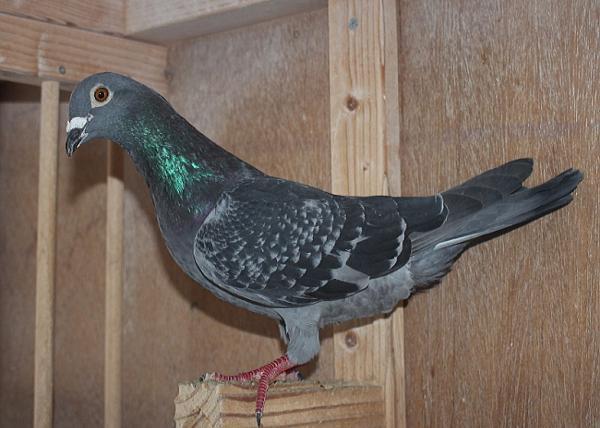 横出鳩 22-LC03409 2階で配合