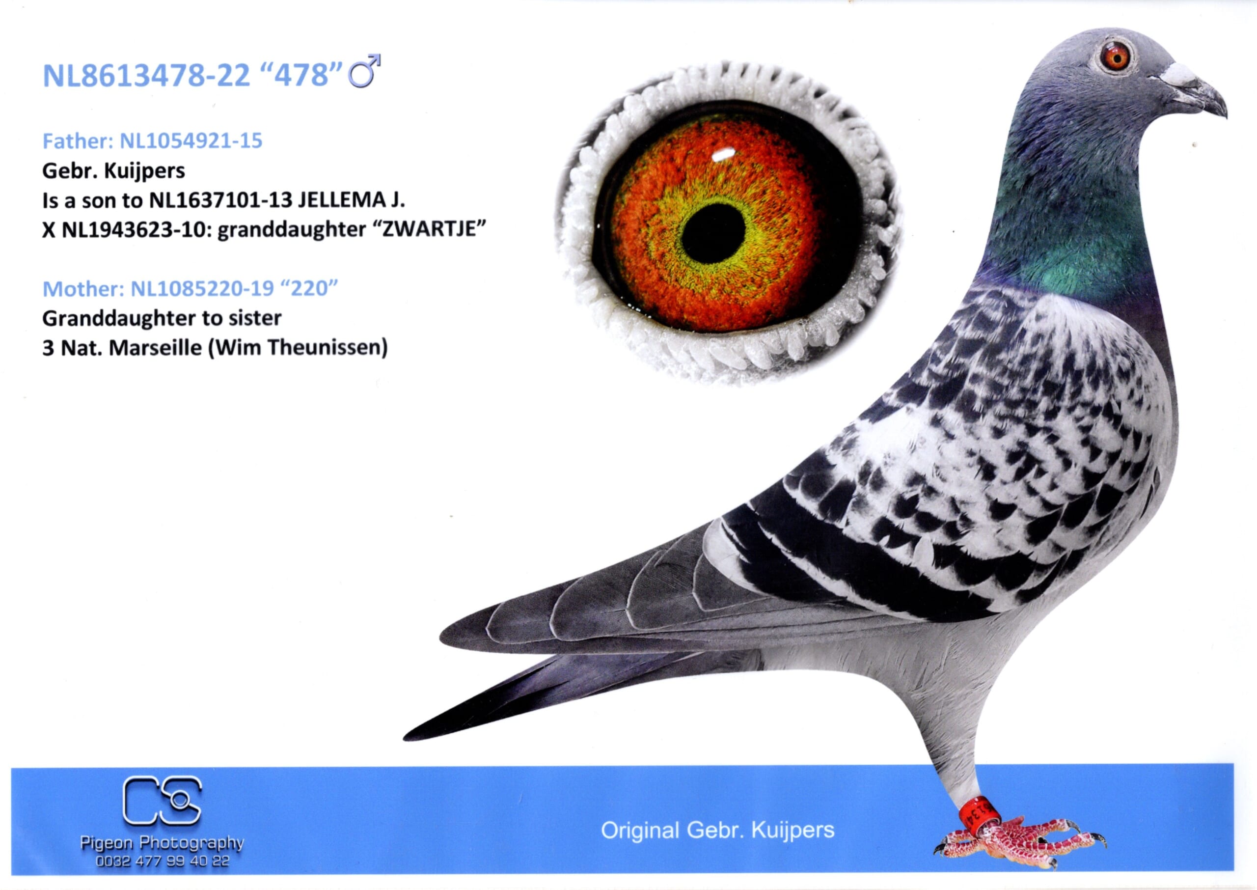 カイパー NL22-8613478 - 画像 (3)