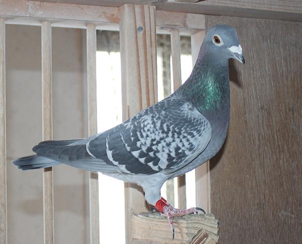 Nouwen Paesen 22-5069936 売切れ - 画像 (2)