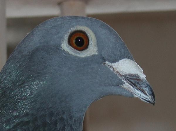 Nouwen Paesen 22-5069936 売切れ - 画像 (3)