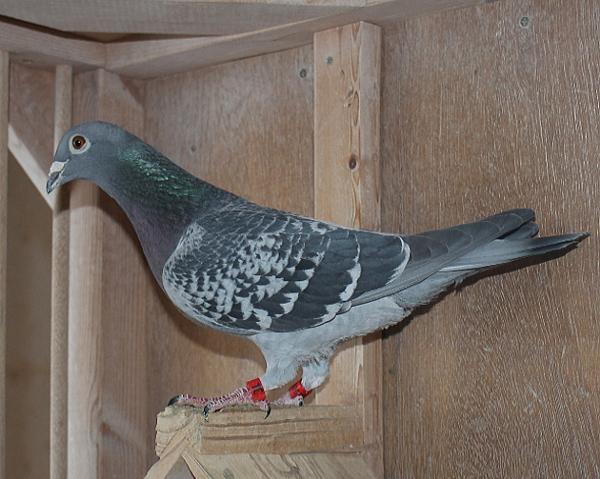 Nouwen Paesen 22-5069936 売切れ - 画像 (4)