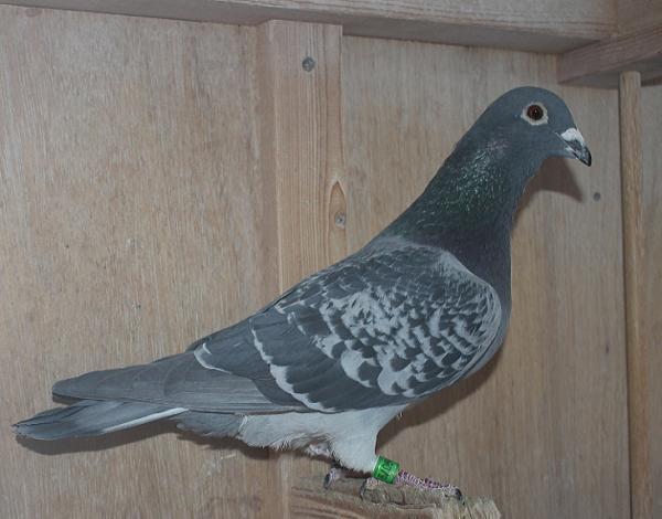 Nouwen Paesen 23-5049079 北野鳩舎行 - 画像 (2)