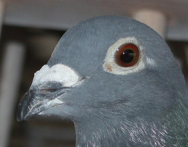 Nouwen Paesen 23-5049079 北野鳩舎行 - 画像 (3)