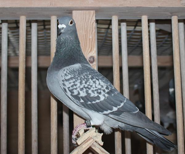 Nouwen Paesen 23-5049079 北野鳩舎行 - 画像 (4)