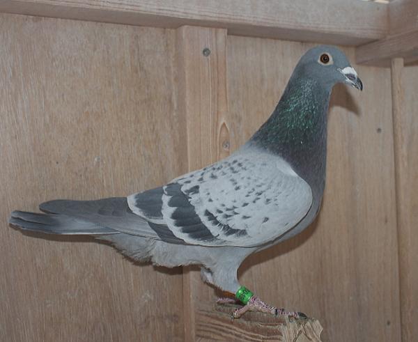 Nouwen Paesen 23-5049080 売切れ - 画像 (2)