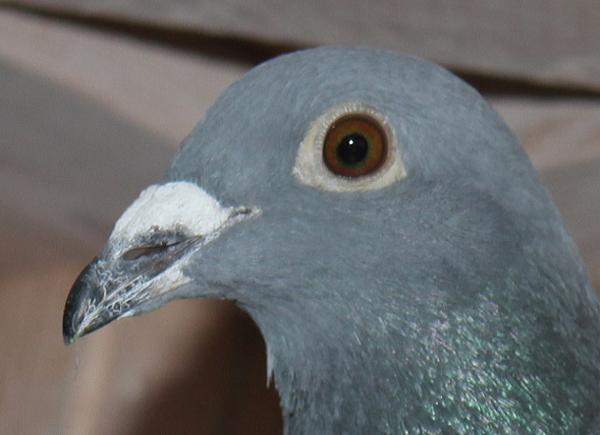 Nouwen Paesen 23-5049080 売切れ - 画像 (3)