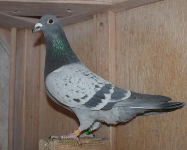 Nouwen Paesen 23-5049080 売切れ - 画像 (4)