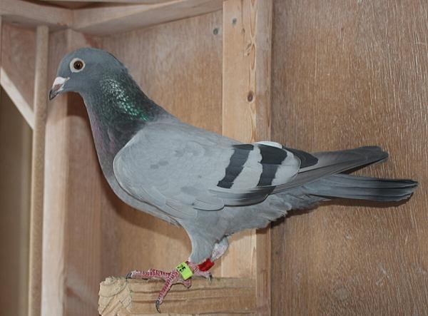 Nouwen Paesen 22-5069942 売切れ - 画像 (2)