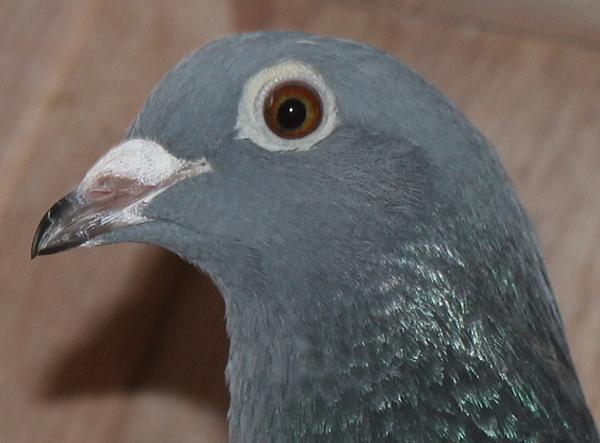 Nouwen Paesen 22-5069942 売切れ - 画像 (3)