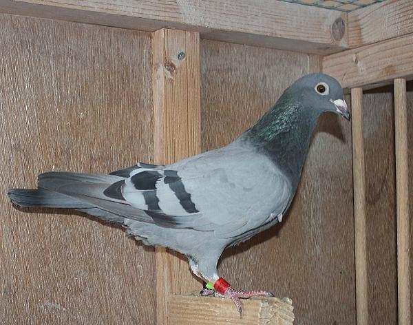 Nouwen Paesen 22-5069942 売切れ - 画像 (4)