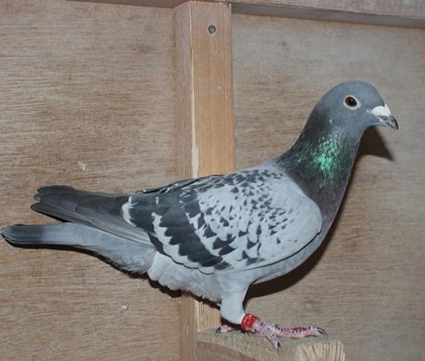 横出鳩 22-KA25875売切れ