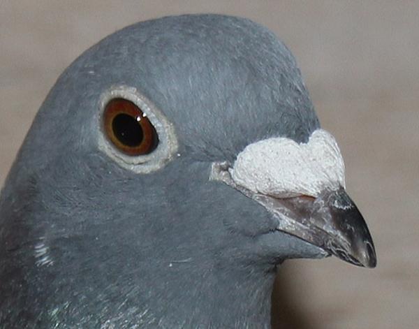 横出鳩 22-KA25875売切れ - 画像 (3)