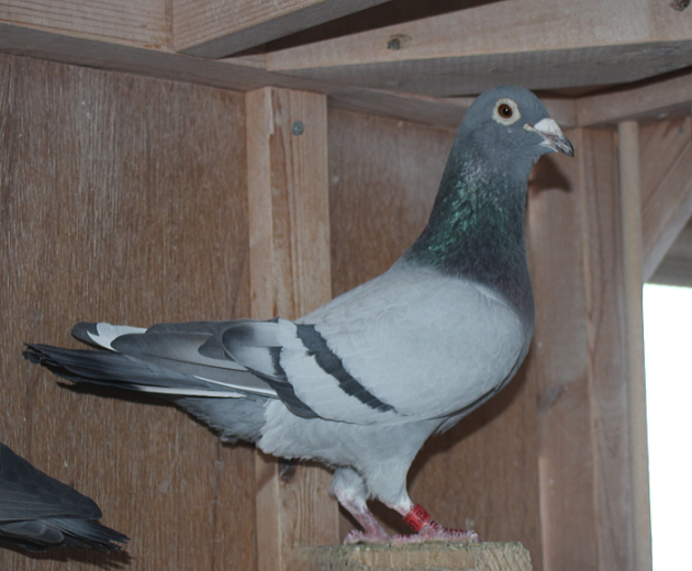 横出鳩 22-LK15568 - 画像 (2)