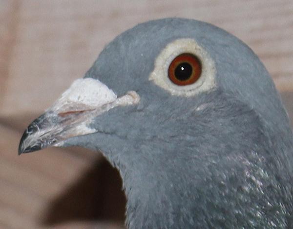 横出鳩 22-LK15568 - 画像 (3)