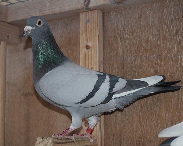 横出鳩 22-LK15568