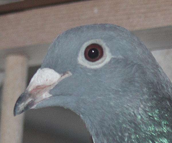 横出鳩 22-LK15569 - 画像 (3)