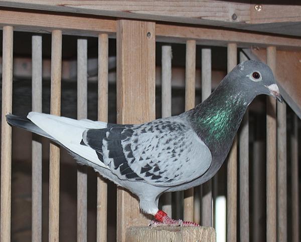 横出鳩 22-LK15569