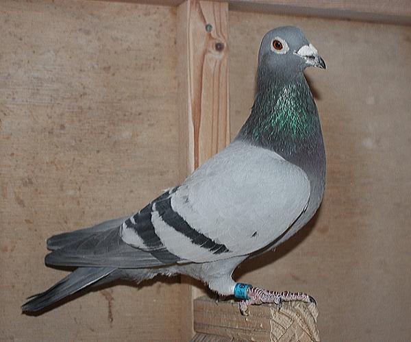 デズメット BE21-4002199 売切れ - 画像 (3)