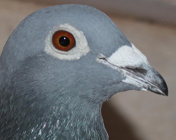 デズメット BE21-4002199 売切れ - 画像 (4)