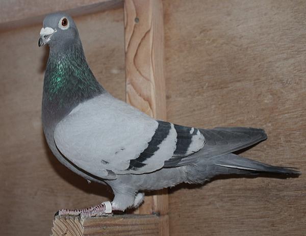 デズメット BE21-4002199 売切れ - 画像 (5)