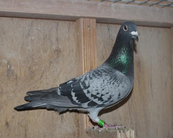 Herbots pigeons 23-2112626 売切れ - 画像 (3)