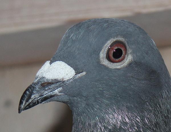 Herbots pigeons 23-2112626 売切れ - 画像 (4)