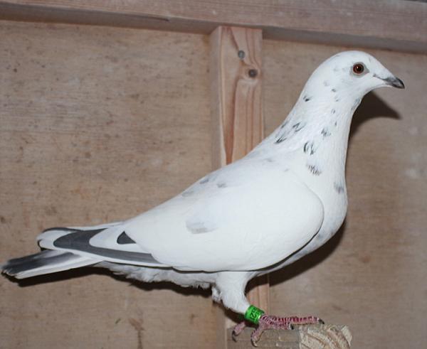 ヴランケン・ベルデン 23-2112828 - 画像 (3)