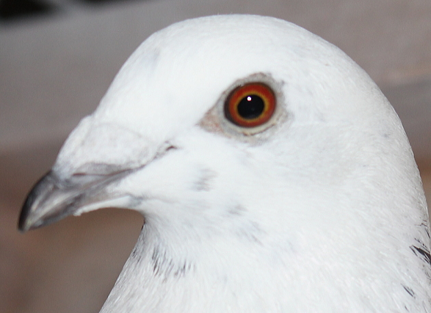 ヴランケン・ベルデン 23-2112828 - 画像 (4)