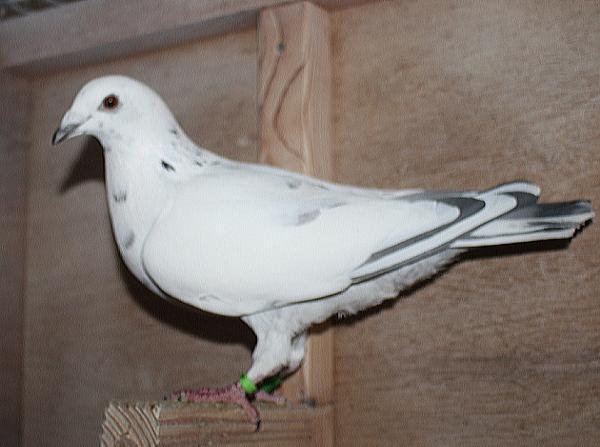 ヴランケン・ベルデン 23-2112828 - 画像 (5)