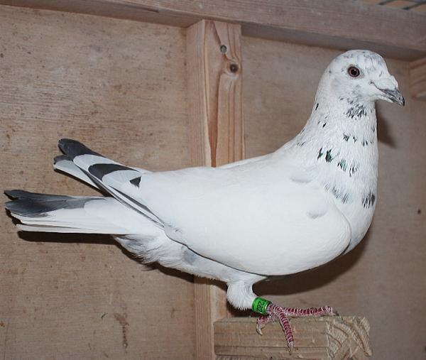 ヴランケン・ベルデン 23-2112829 売切れ - 画像 (3)