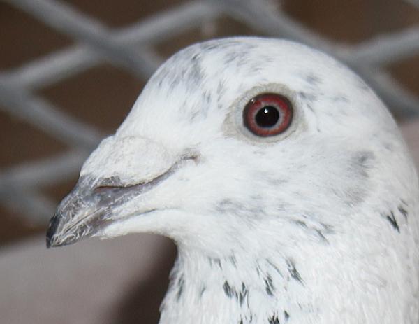 ヴランケン・ベルデン 23-2112829 売切れ - 画像 (4)