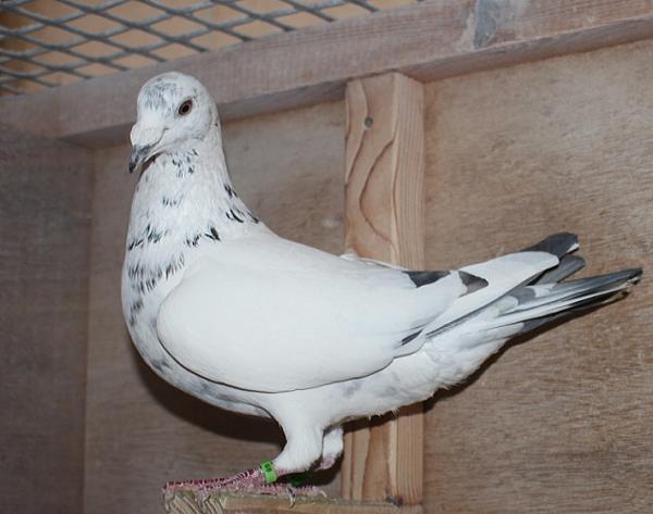 ヴランケン・ベルデン 23-2112829 売切れ - 画像 (5)