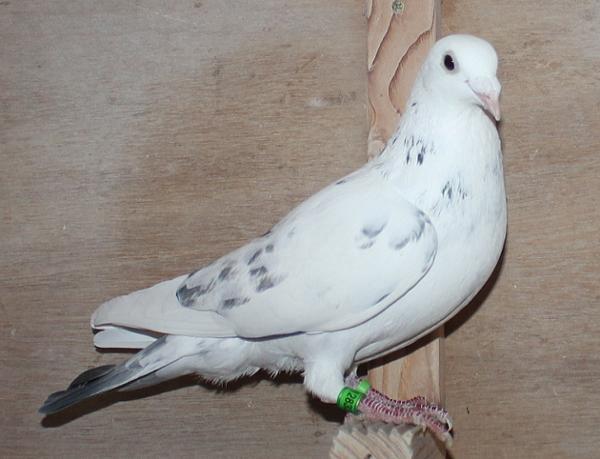 ヴランケン・ベルデン 23-2112832 2階で配合 - 画像 (3)