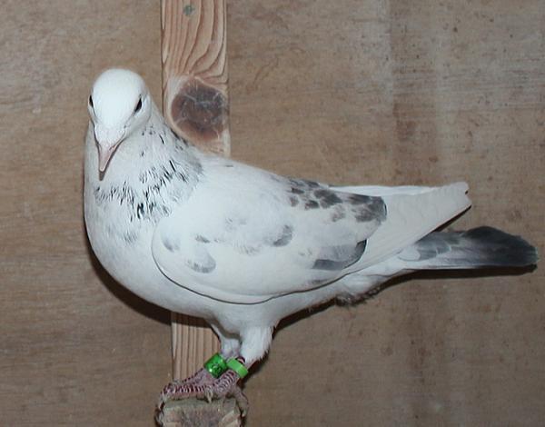 ヴランケン・ベルデン 23-2112832 2階で配合 - 画像 (5)