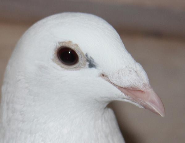 ヴランケン・ベルデン 23-2112834 売切れ - 画像 (2)