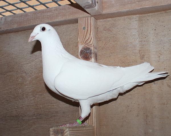 ヴランケン・ベルデン 23-2112834 売切れ - 画像 (3)