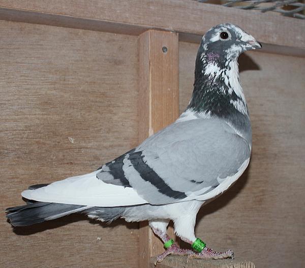 ヴランケン・ベルデン 23-2112835 - 画像 (3)