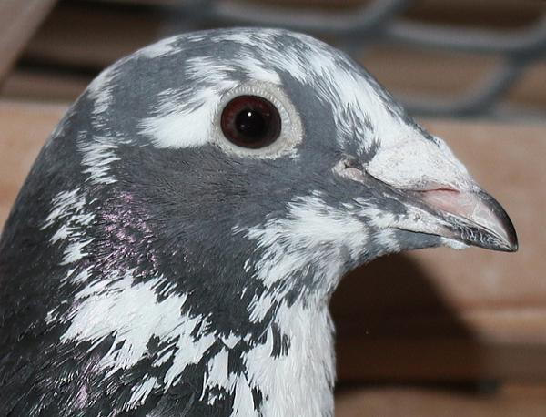 ヴランケン・ベルデン 23-2112835 - 画像 (4)