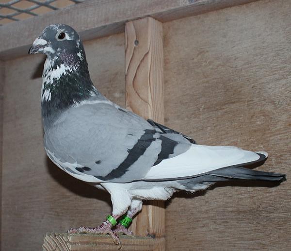 ヴランケン・ベルデン 23-2112835 - 画像 (5)