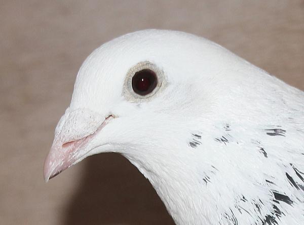 ヴランケン・ベルデン 23-2112832 2階で配合 - 画像 (4)