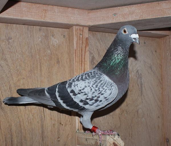 ベッカー DV1549-22-802 - 画像 (3)