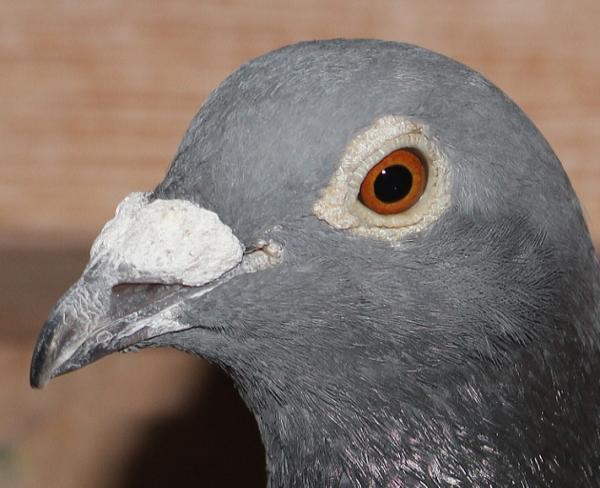 ベッカー DV1549-22-802 - 画像 (4)