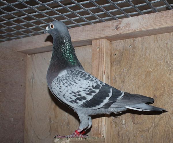 ベッカー DV1549-22-802 - 画像 (5)