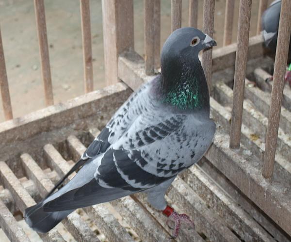 ベッカー DV1549-22-823 - 画像 (3)