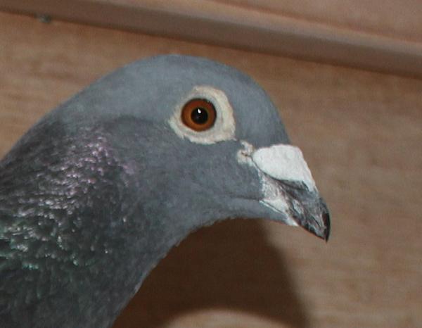 ベッカー DV1549-22-823 - 画像 (4)