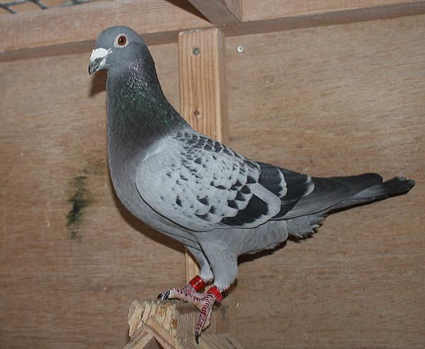 ベッカー DV1549-22-823 - 画像 (5)