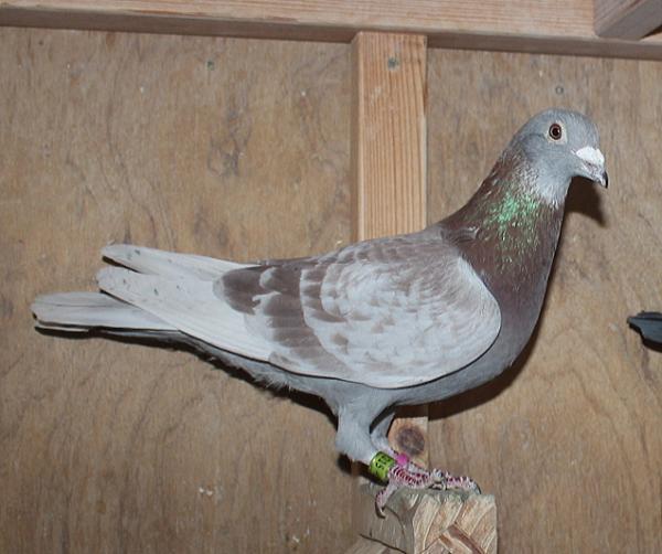 ヤン テーレン NL23-9443215 売切れ - 画像 (3)