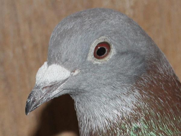 ヤン テーレン NL23-9443215 売切れ - 画像 (4)