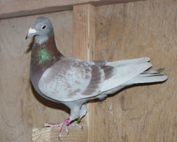 ヤン テーレン NL23-9443215 売切れ - 画像 (5)